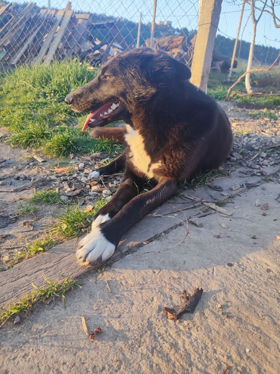 Мадам принимает солнечные ванны. Операция прошла успешно.