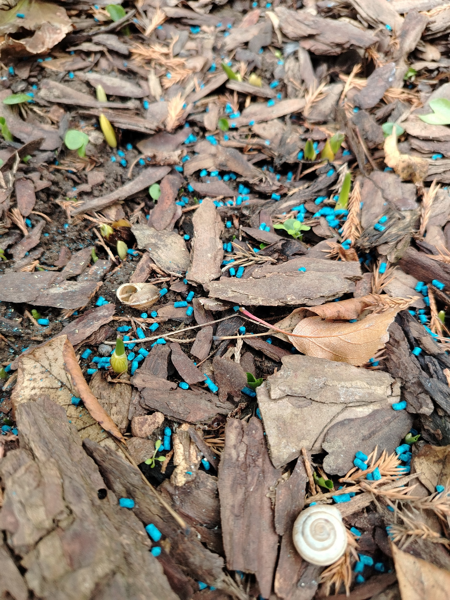 Безвременники носы выпростали. Улитки тут как тут. Да и слизни неподалёку трутся. 