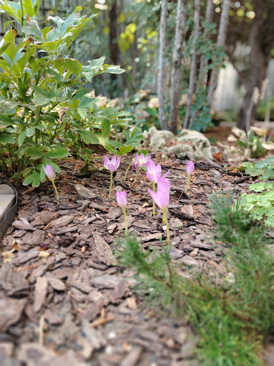 Слабенько цвели новопосаженные. Надеюсь на будущий сезон. Листва у них по весне тоже декоративна весьма, если слизни не обожрут. 