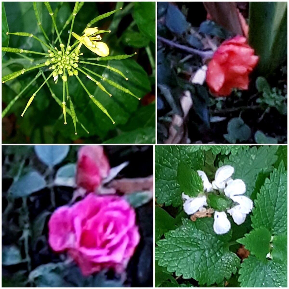 Коллаж автора статьи 07.11.2025г.