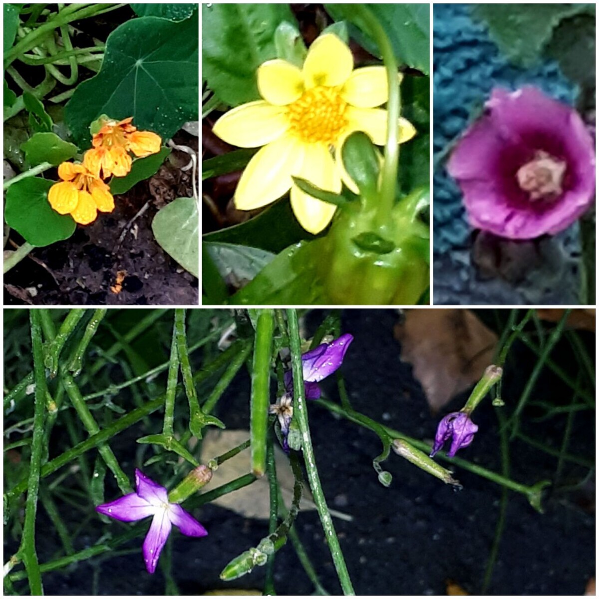 Колллаж автора статьи 07.11.2025г.