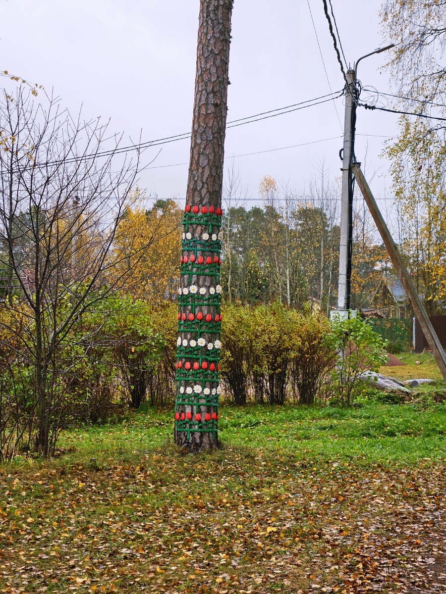 Цветущая сосна.