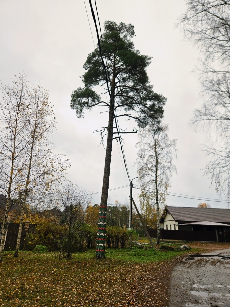 Цветущая сосна.