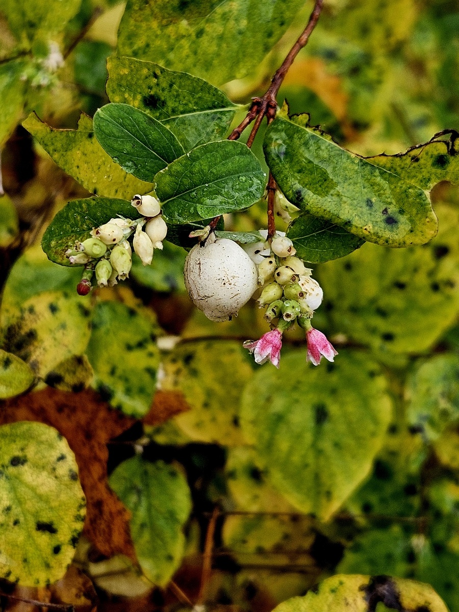 Снежноягодник (лат. Symphoricarpos).