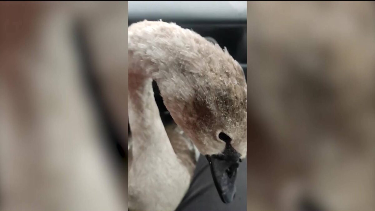    Лебедя без крыльев обнаружили в Башкортостане