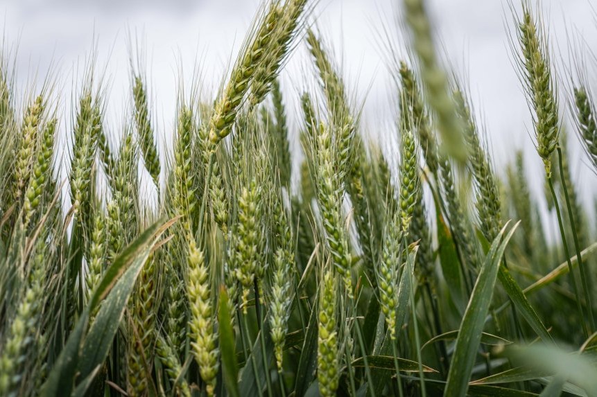 Колосья пшеницы Zuma\TASS