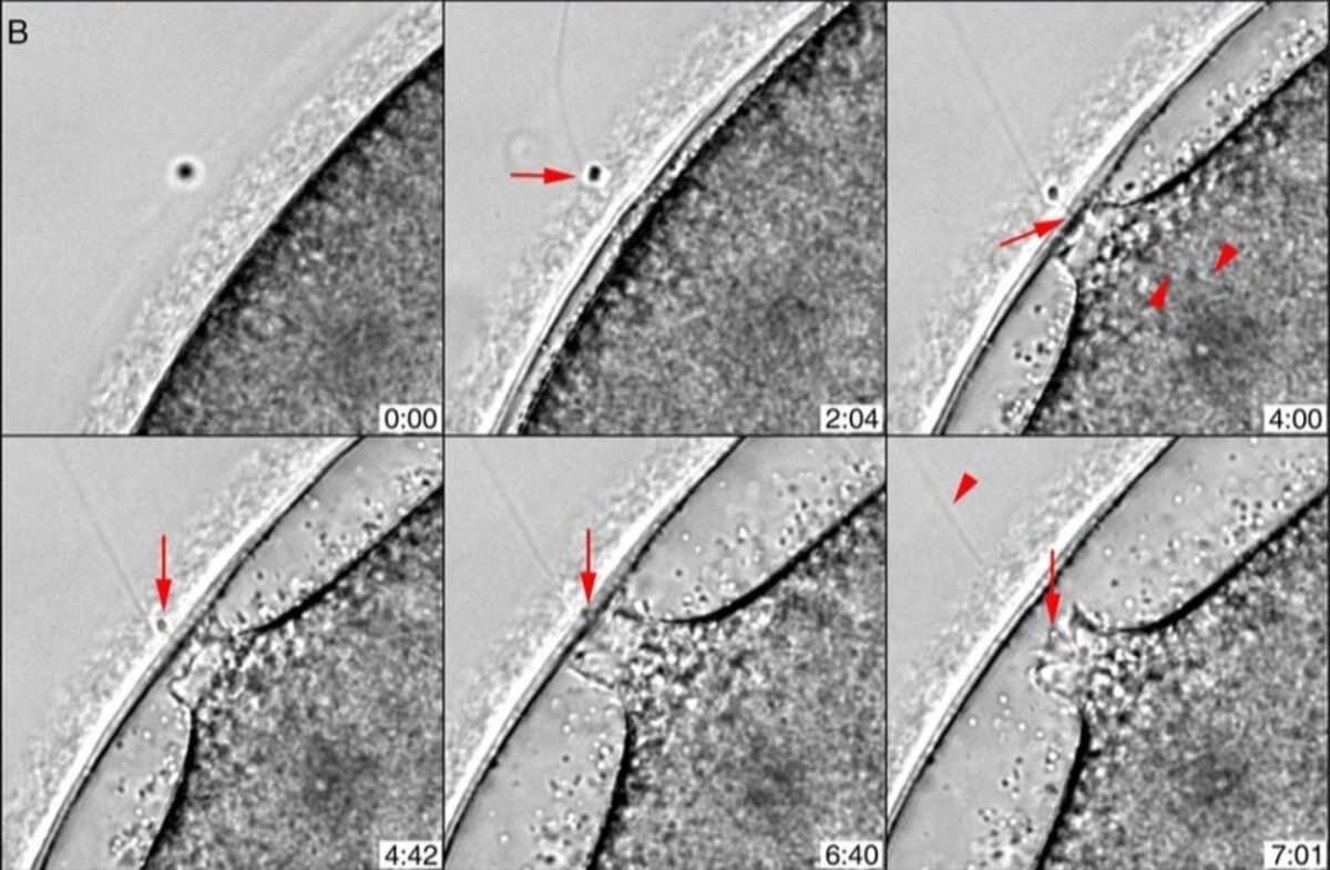    Ученые наблюдали, как сперматозоид подходит к яйцу морской звезды / © PLoS ONE / Luigia Santella