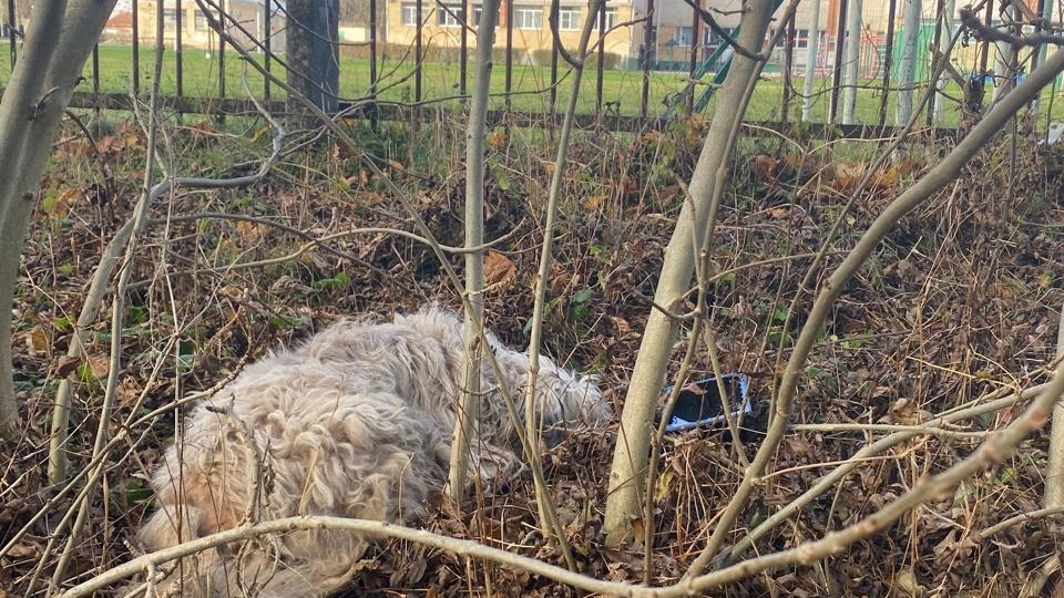 Вот загадка: почему алкаши на улицах никому не мешают, а собаки мешают?