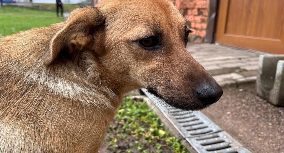    «СтальМедиа»