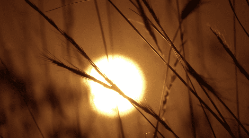    Фото: ТРК «Таврия»