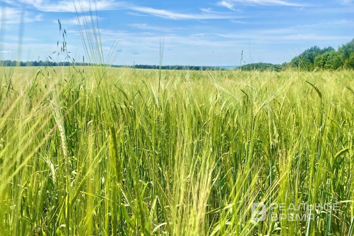   Реальное время / realnoevremya.ru