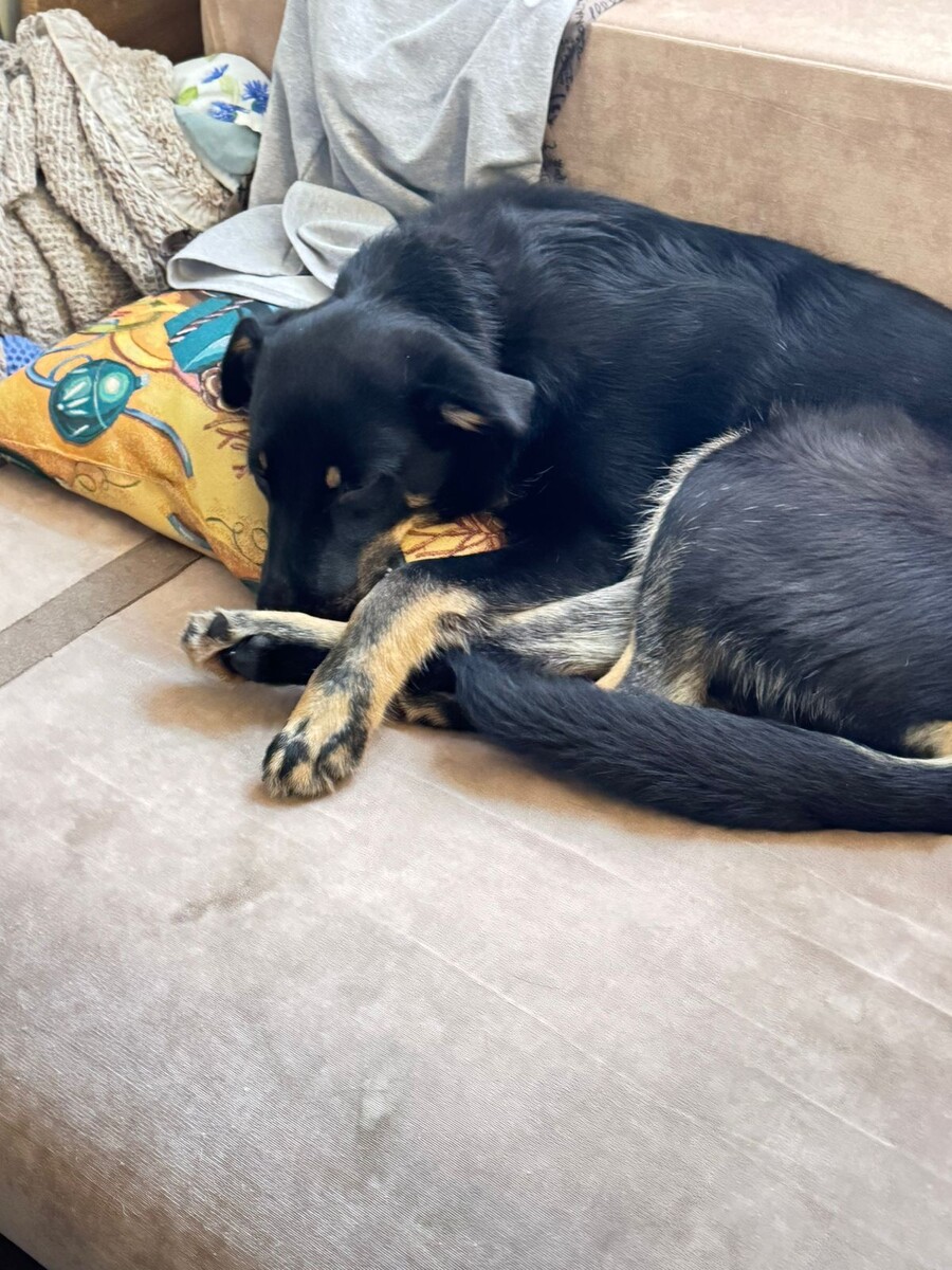 Джек часто бегает во сне