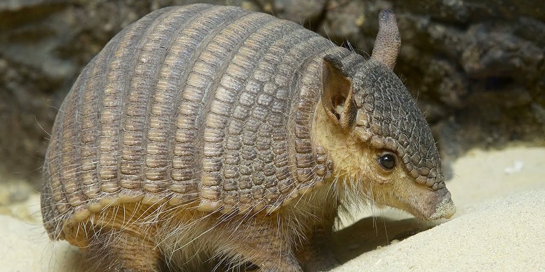 Броненосцы: Маленькие бронированные млекопитающие Америки