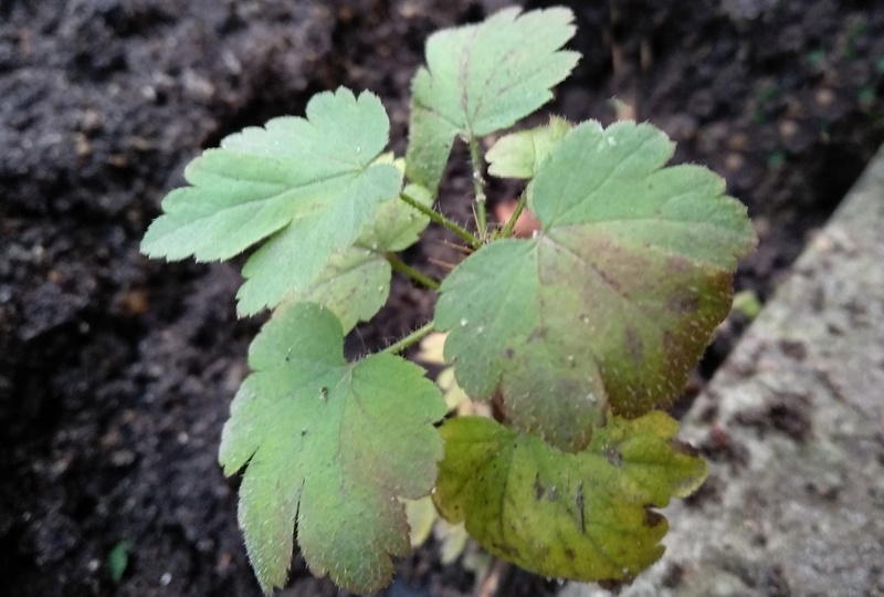 Садово‑огородные иллюзии в саду: когда глаза обманывают