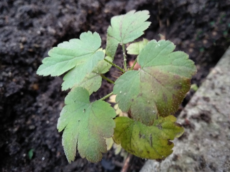 Найденный кустик