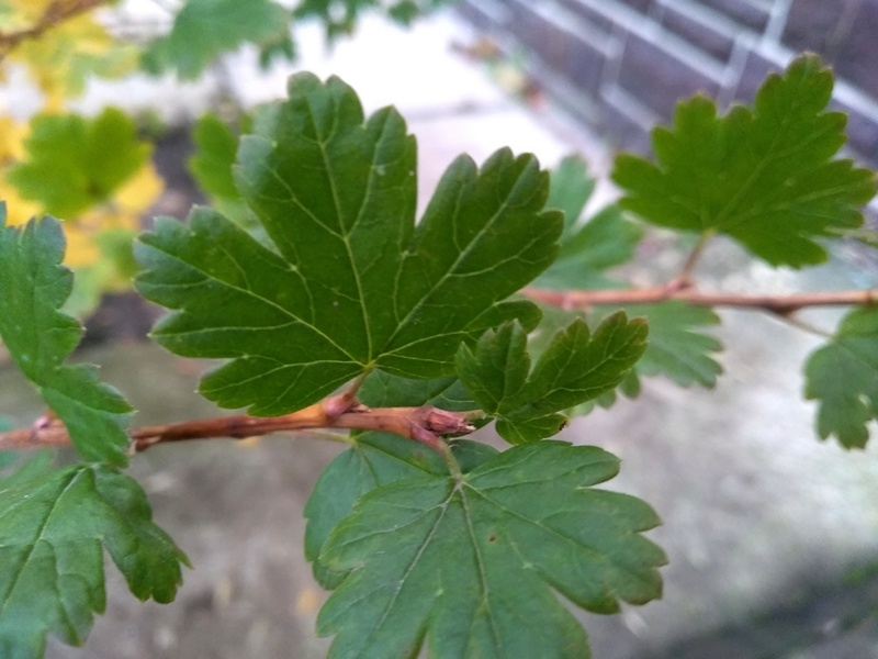 Листья крыжовника в ноябре. Фото автора