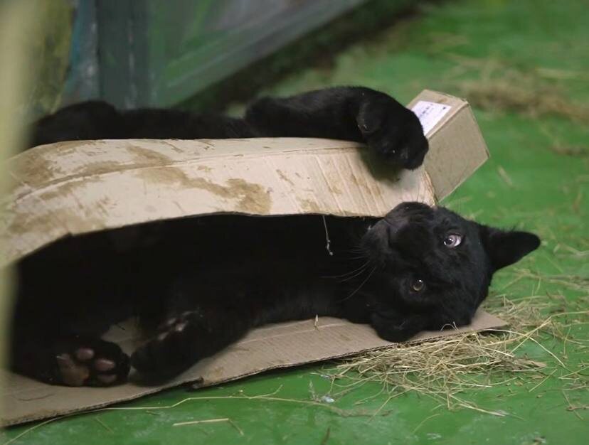    Кадр из видеоролика в ТГ-канале Новосибирского зоопарка им. Р.А. Шило