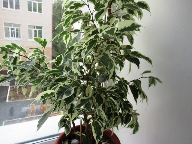 Как вырастить пушистый фикус Бенджамина при правильном поливе и подкормках