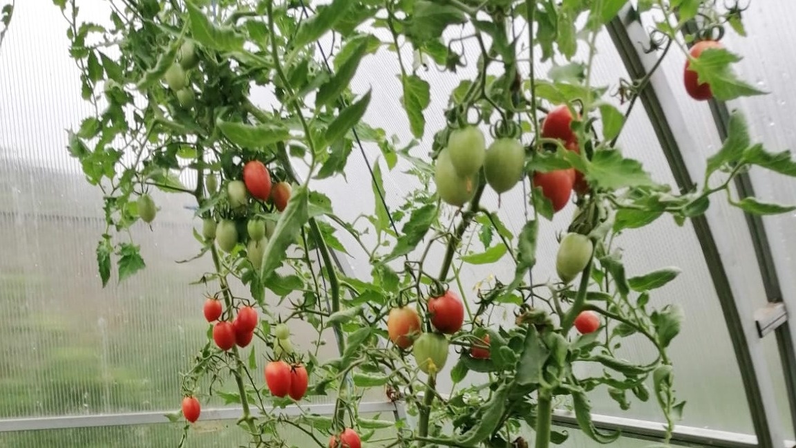 Результат честного тестирования