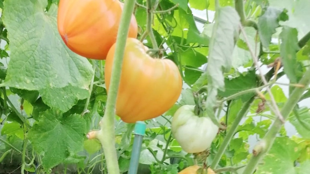 С каждого куста снимаю от 4 до 6 килограммов за сезон.