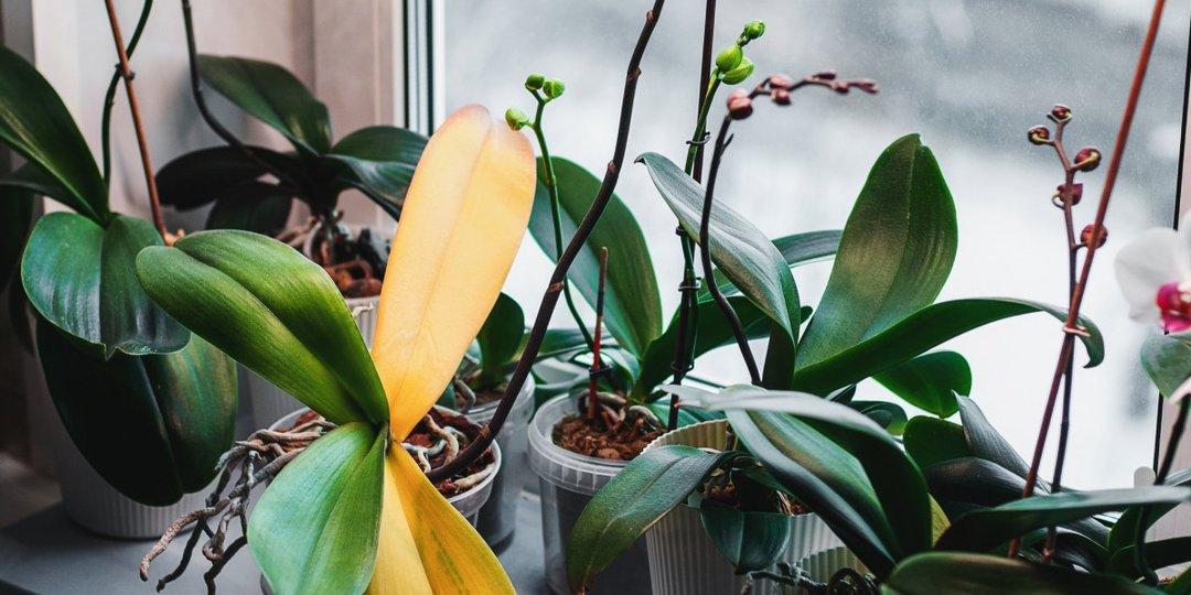 Зимний уход за орхидеями: Зимний уход за орхидеями: