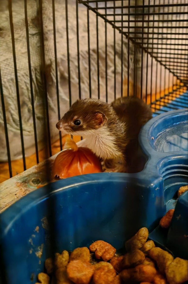 Прототип, с которого всё начиналось. По этим фото нейросетям предстояло угадать душу будущей звезды