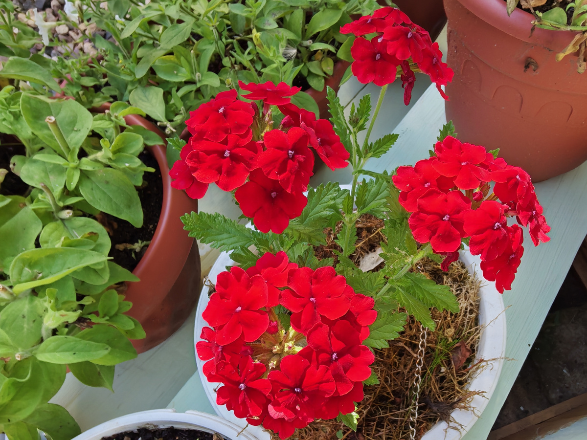 Вот она героиня рассказа.