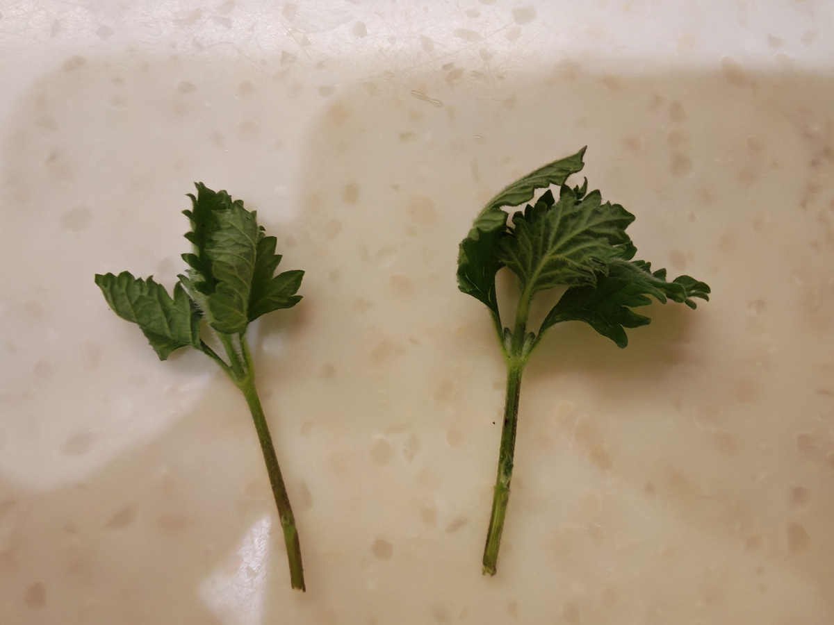 Домой черенки прибыли все измученные, увядшие, но быстро восстановились в тепличка.