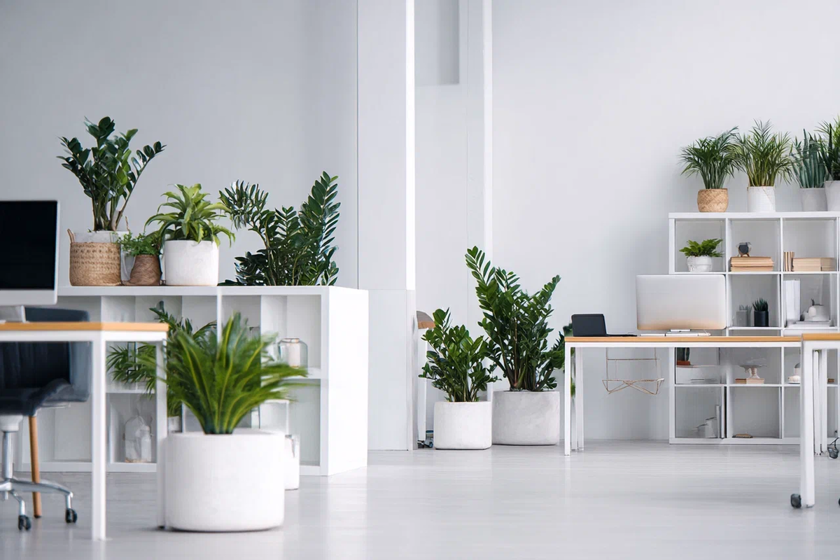 Растения в аренду