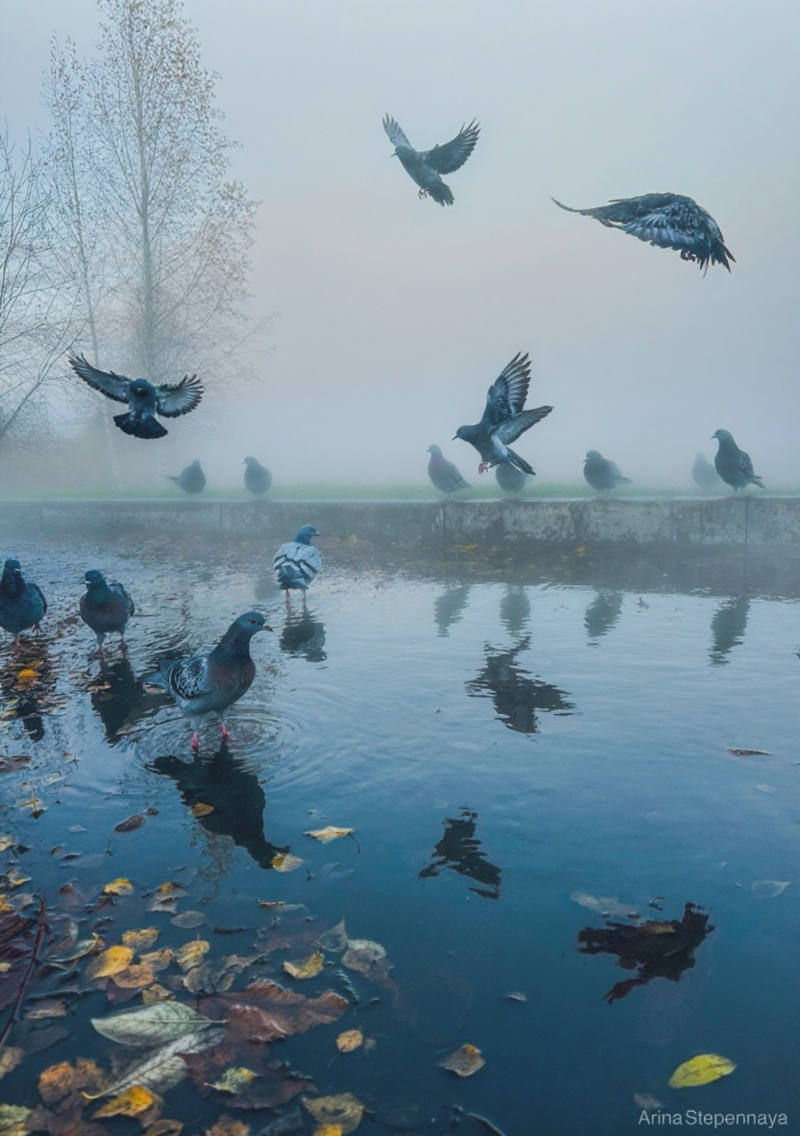    Кинематографический закат сняла фотограф в ПетрозаводскеАрина Степенная