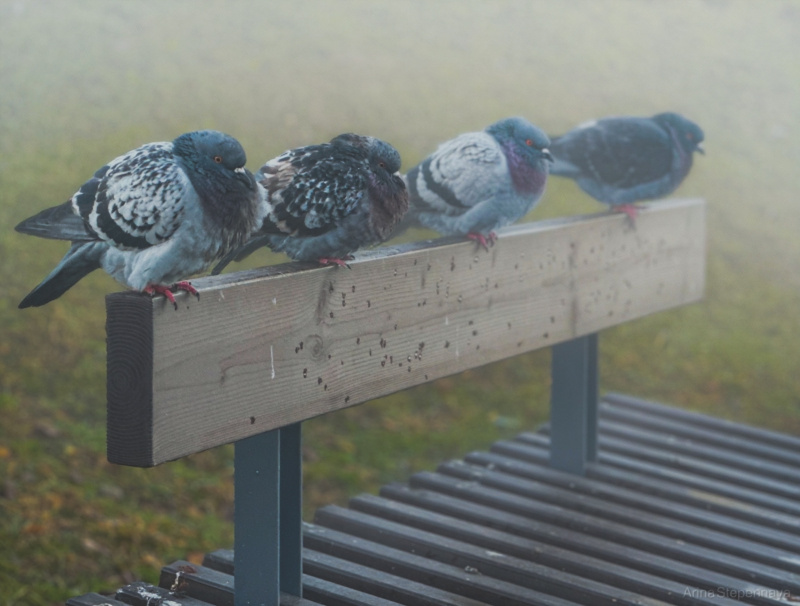    Кинематографический закат сняла фотограф в ПетрозаводскеАрина Степенная