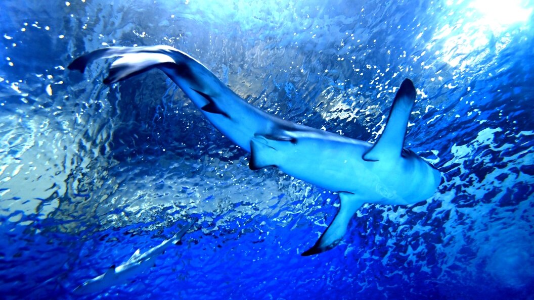    фото:Komsomolskaya Pravda/Globallookpress