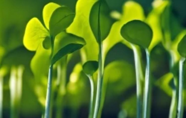    Фото: Медведева Анна, AgroXXI.ru