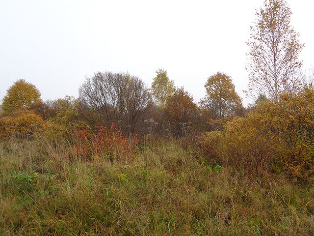 Свыше 8 гектаров неиспользуемых сельхозугодий изъято у тверского собственника