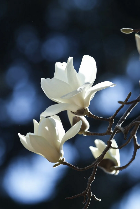 Из интернета.