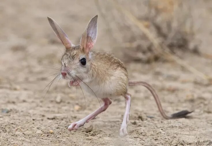 Очаровательный грызун