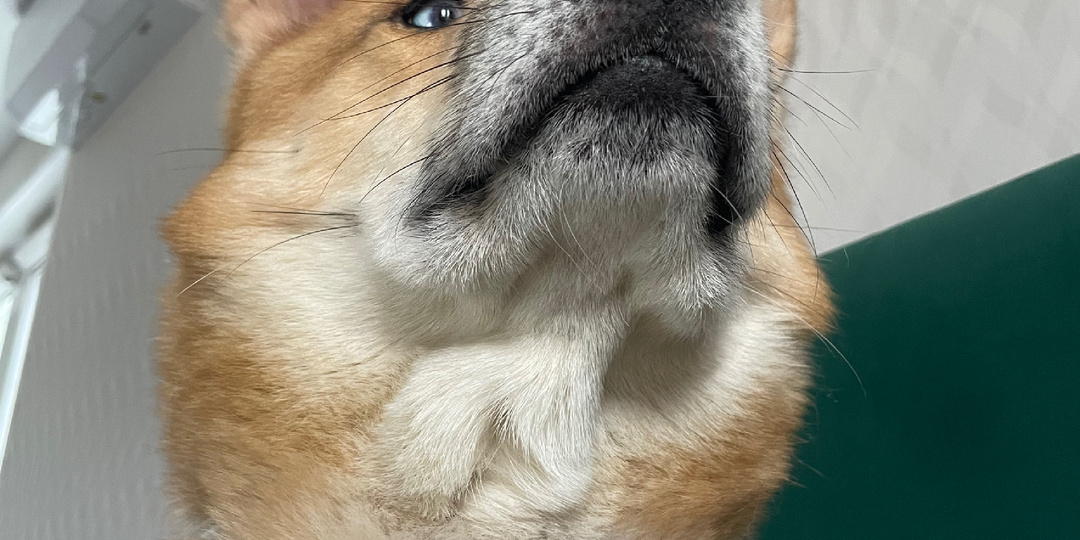 Топ-10/20/30/100500 пород, которых нельзя заводить неопытным собачникам