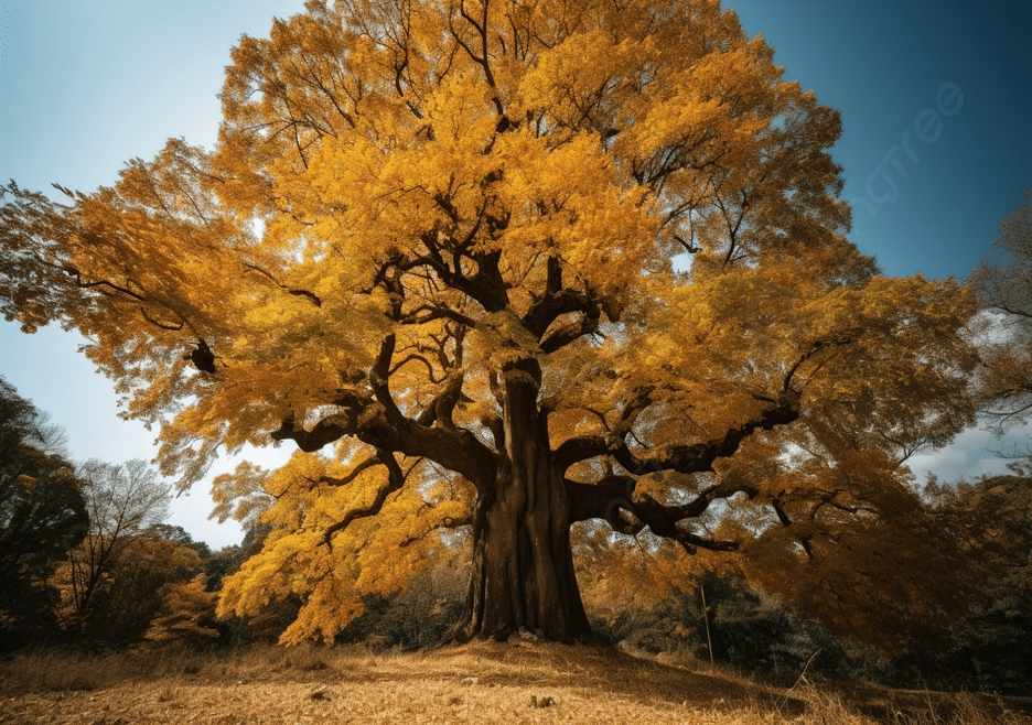 Лукоморский дуб. Фото из открытых источников