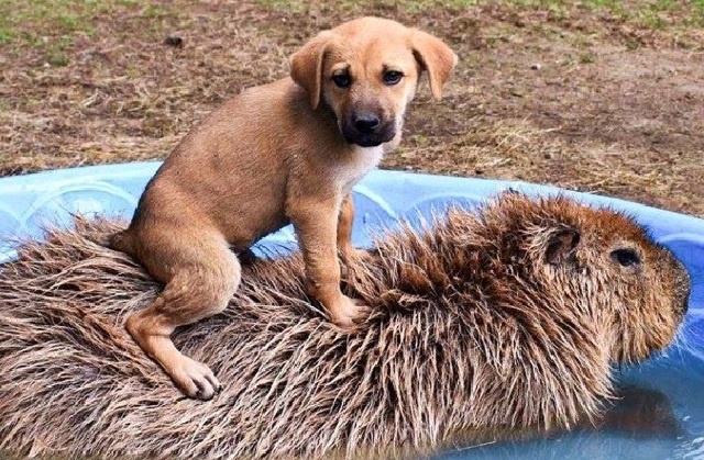 20 позитивных снимков животных, которые добавят радости в серые будни