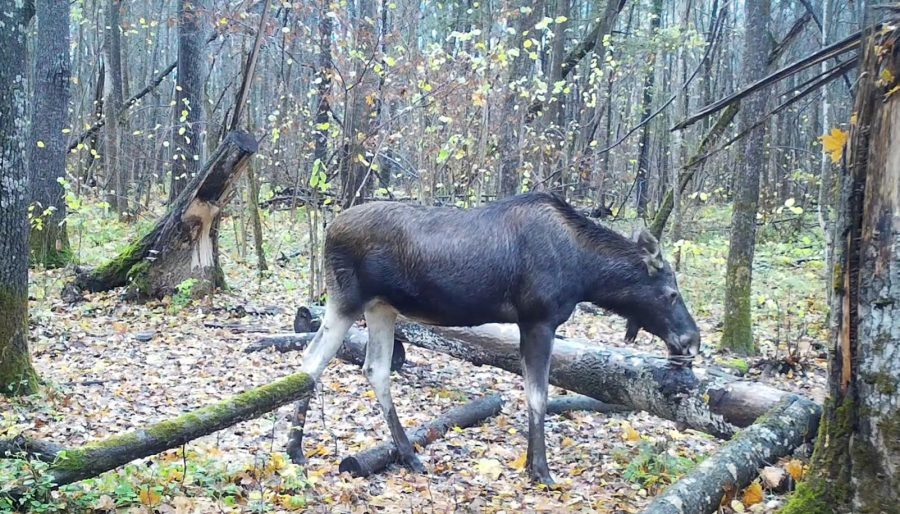 Видеофакт: лоси с удовольствием едят грибы