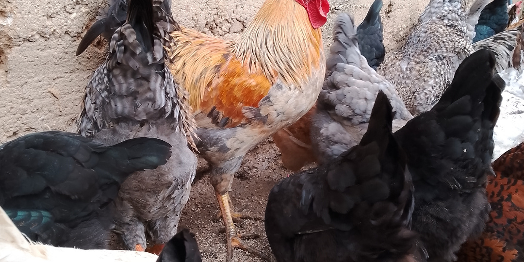 Лучшая подстилка для кур на зиму