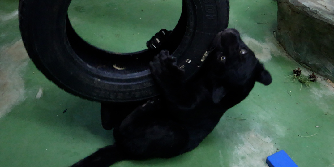 Новый житель Новосибирского зоопарка – ягуар Габриэль!