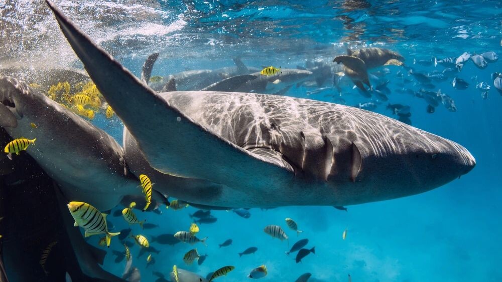    Фото: Wonderful Nature/Shutterstock/Fotodom