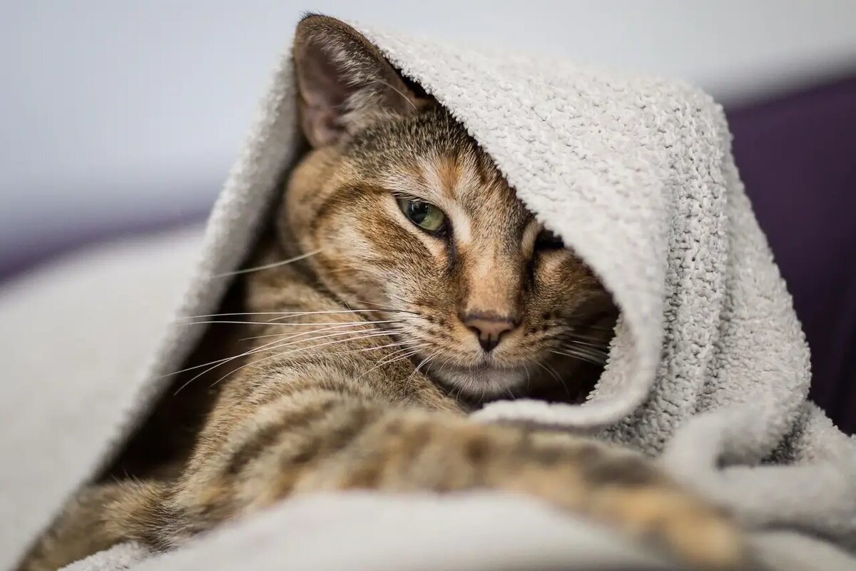    Вы, несомненно, любите своего питомца и цените моменты, проведенные вместе /pixabay