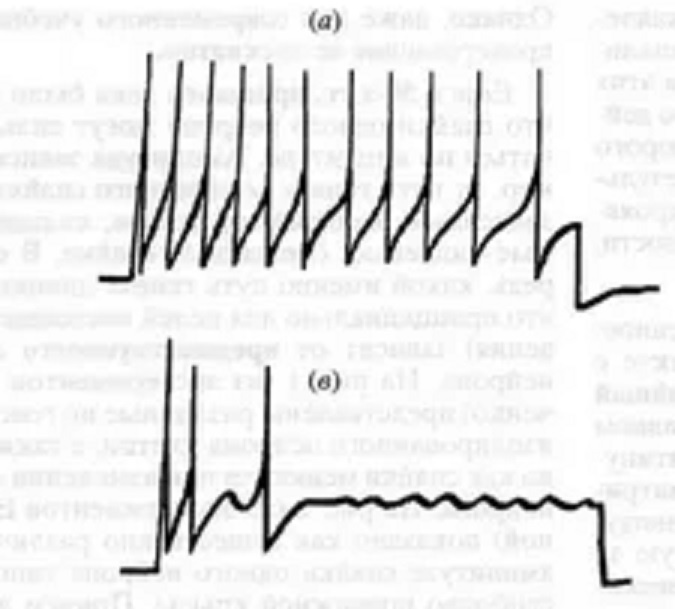 a - возбужденный нейрон,в - состояние покоя. 