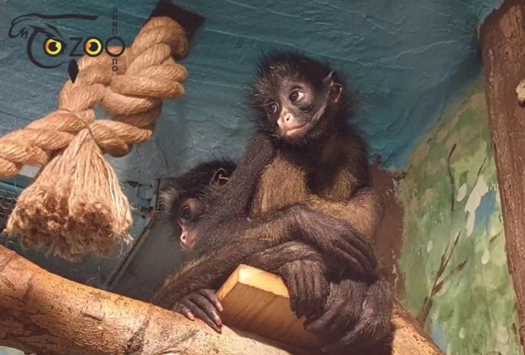    Самец и самка уже обжились на новом месте и чувствуют себя как дома