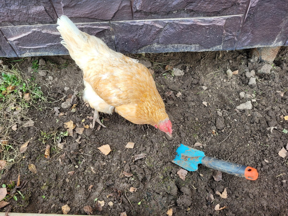 Помощница 😅