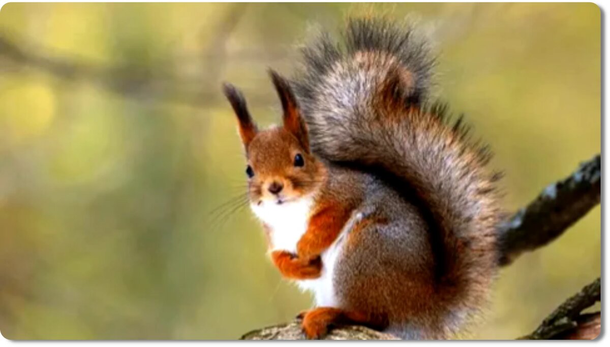 Белка - этот пушистый вихрь в лесу, который кажется таким простым, но на деле полон сюрпризов!