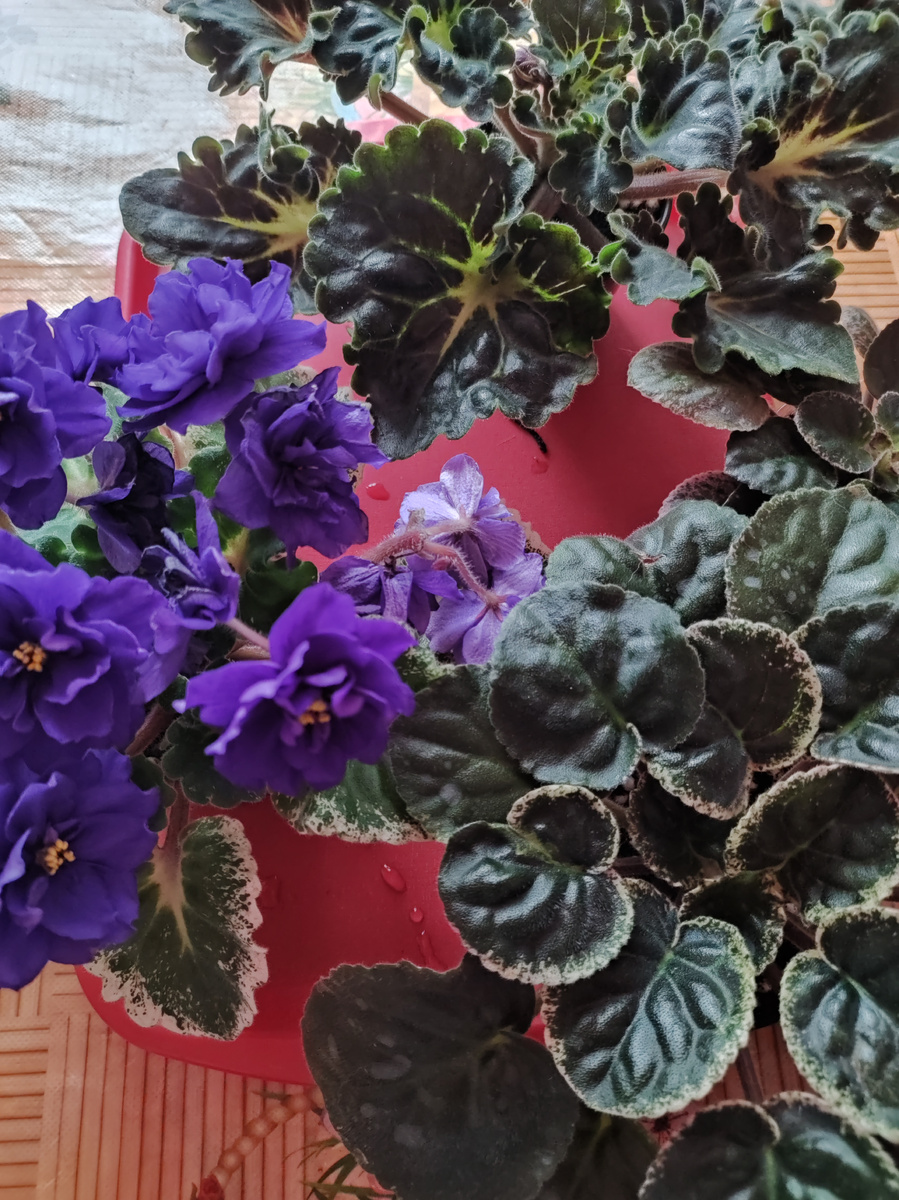 Эти фиалки мне нужно переукоренить.