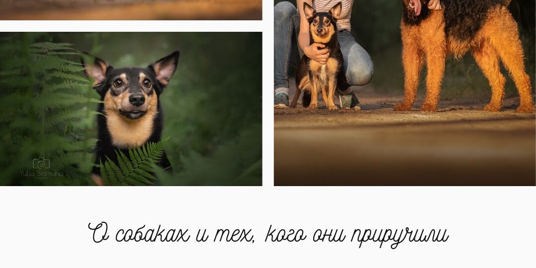 Канистерапия в подкасте "Собаки и их люди"